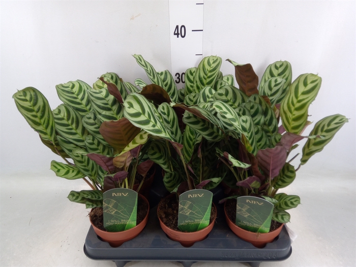 <h4>Ctenanthe burle-marxii</h4>