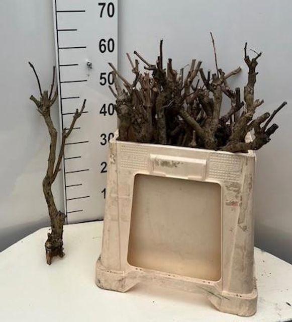 <h4>Seringenstronk</h4>