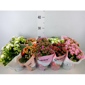 Kalanchoe blos.   ..rosebud mix GR