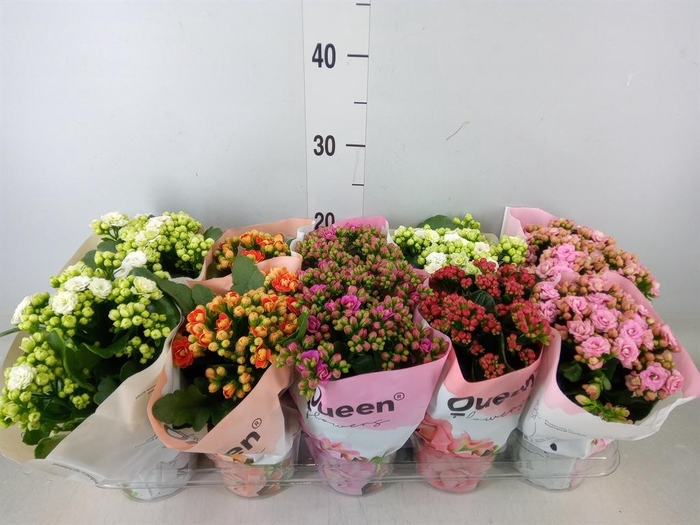 <h4>Kalanchoe blos.   ..rosebud mix GR</h4>