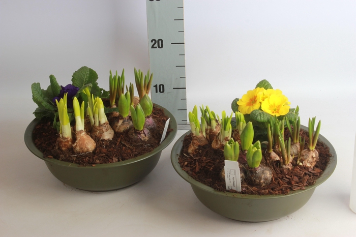 <h4>ARR BOL KNOLGEWAS</h4>