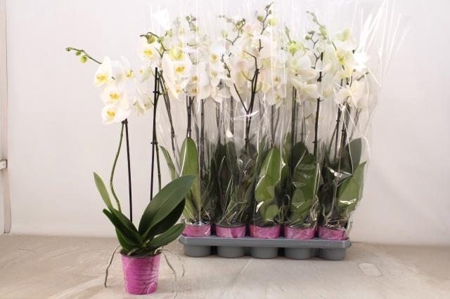 <h4>PHAL OV WIT</h4>