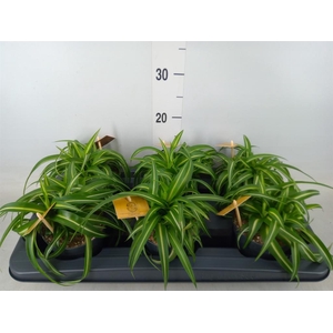 Chlorophytum com. 'Bonnie'