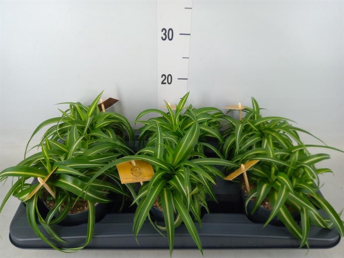 <h4>Chlorophytum com. 'Bonnie'</h4>