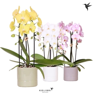 Phalaenopsis Elegant Cascade