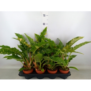 Philodendron  'Ring of Fire'