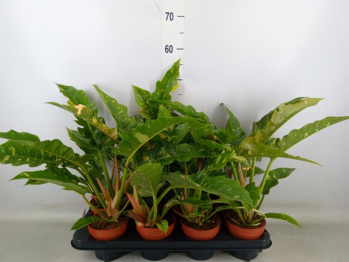 <h4>Philodendron  'Ring of Fire'</h4>