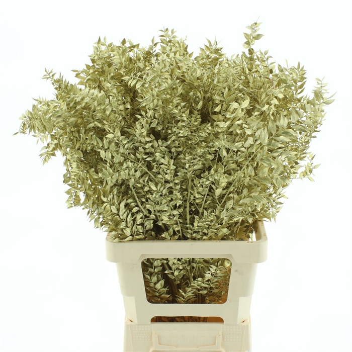 Pres Ruscus Gold (5 Stems P Bunch)