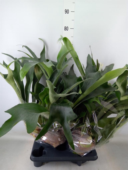 <h4>Platycerium bifurc.</h4>