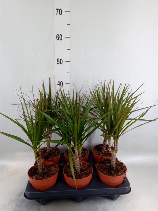 <h4>Dracaena marg.</h4>