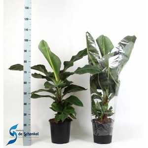 MUSA DWARF CAVENDISH
