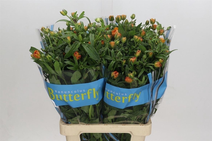 <h4>Ran Butterfly Galathea</h4>