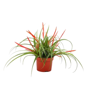 Toef Tillandsia Flabelata 12 cm