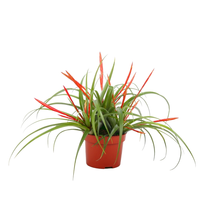 <h4>Toef Tillandsia Flabelata 12 cm</h4>