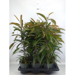 Ficus binn. 'Amstel King'