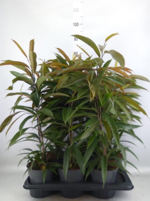 <h4>Ficus binn. 'Amstel King'</h4>