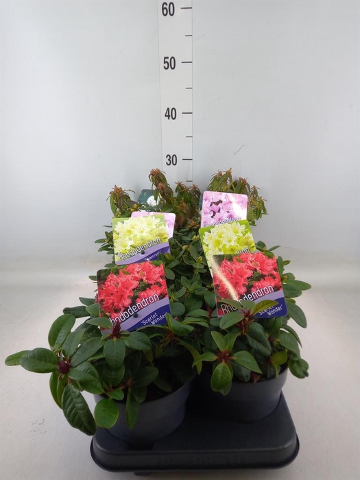 <h4>Rhododendron yak. 'Dusty Miller'</h4>