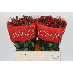 Hypericum Red Light Romance