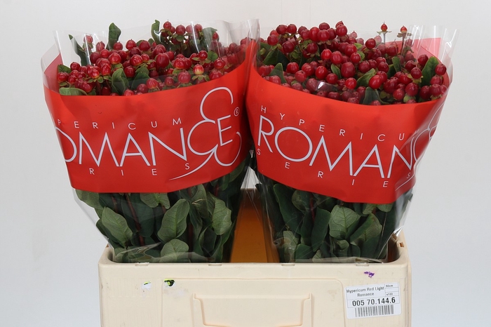 <h4>Hypericum Red Light Romance</h4>