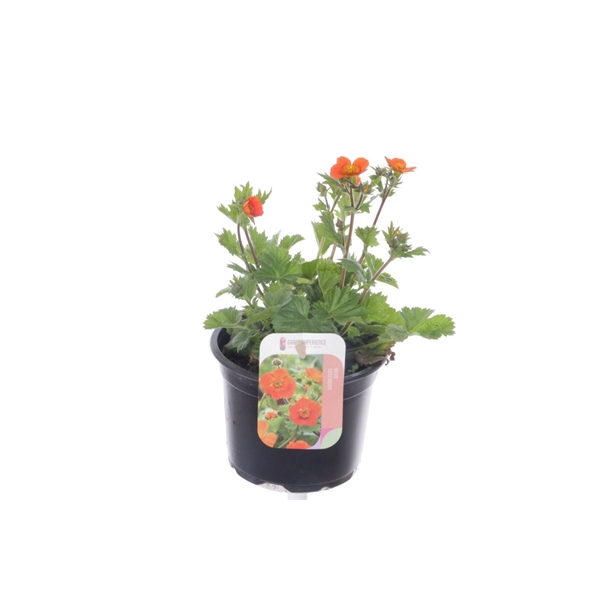 <h4>Geum coccineum Tosai</h4>