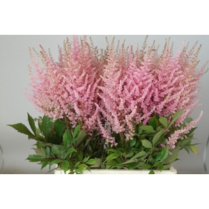 Astilbe erica