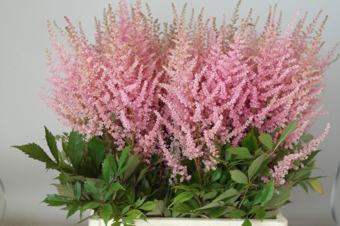 <h4>Astilbe erica</h4>