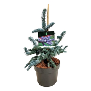 Abies procera 'Glauca'