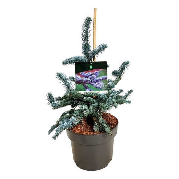 <h4>Abies procera 'Glauca'</h4>