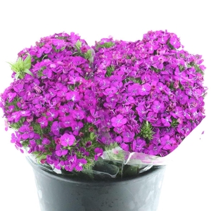 Di Barb Amazon Purple Super