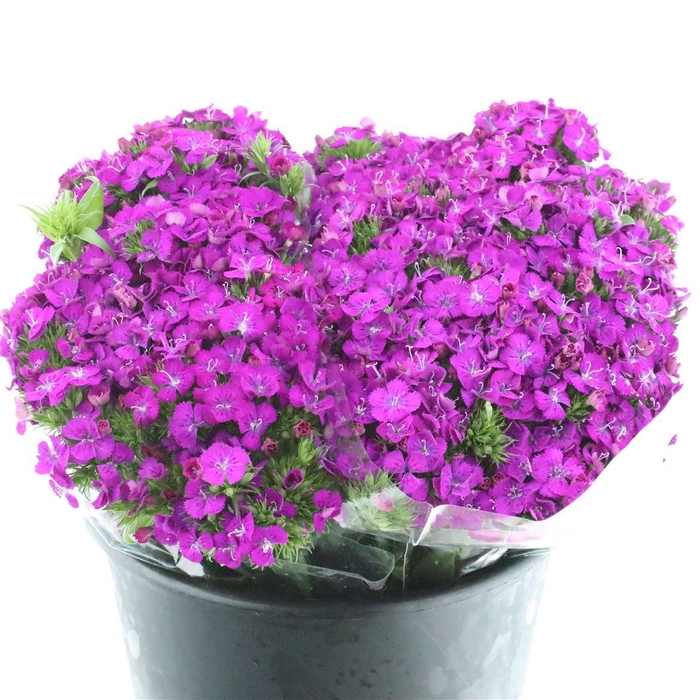 <h4>Di Barb Amazon Purple Super</h4>