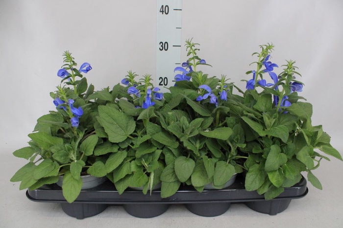 Salvia patens