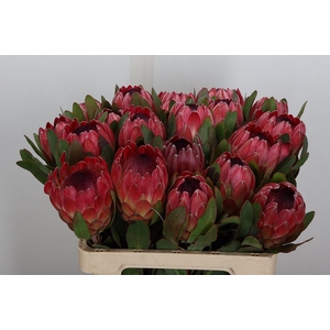 Protea  'Sylvia'