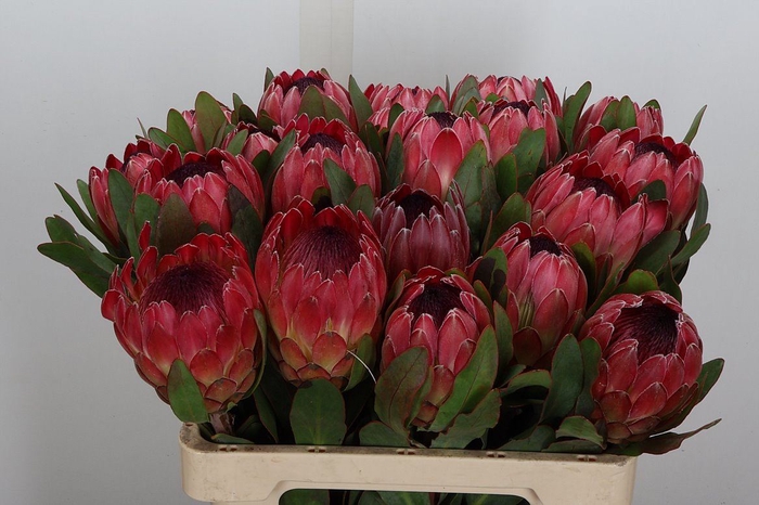 <h4>Protea  'Sylvia'</h4>