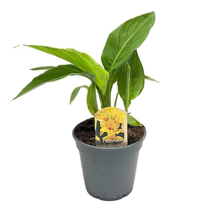 Canna Tenerife Zonder Bloem