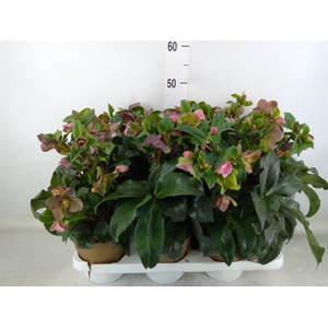 Helleborus  'Ice N Roses Early Ros'