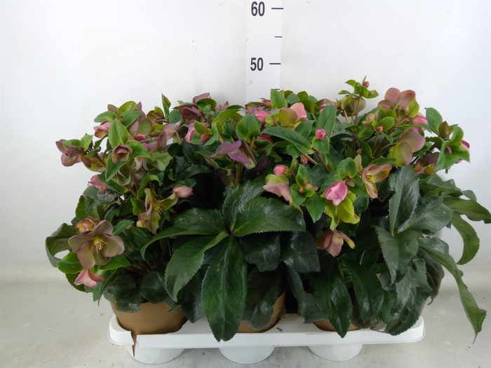 <h4>Helleborus  'Ice N Roses Early Ros'</h4>