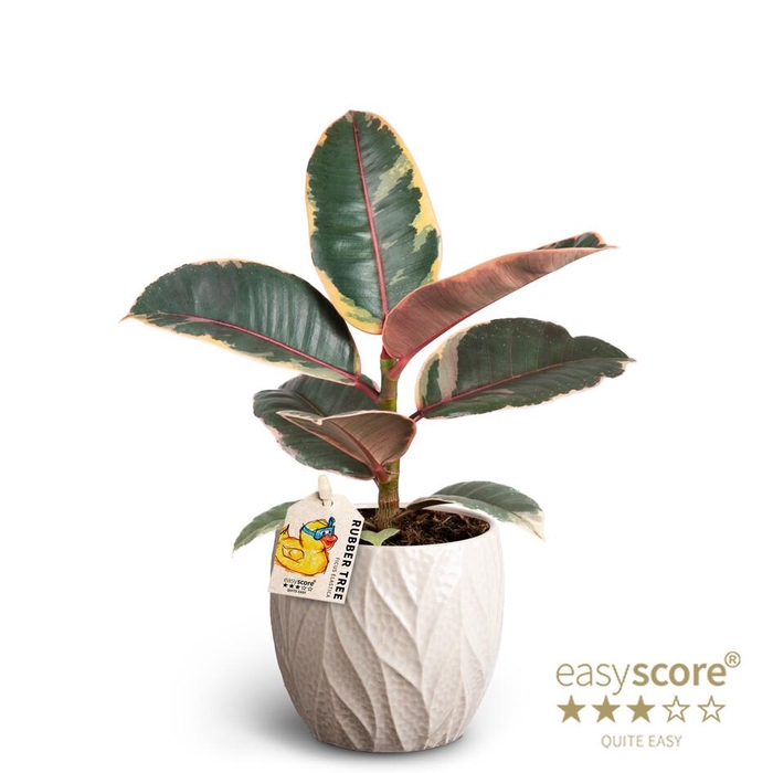 <h4>FICUS ELASTICA</h4>
