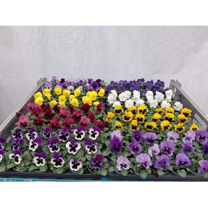 Viola wr. 'Delta'   ...mix