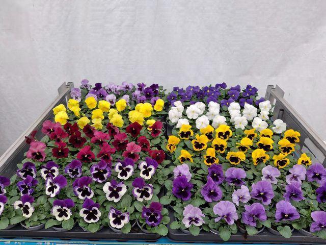 <h4>Viola wr. 'Delta'   ...mix</h4>