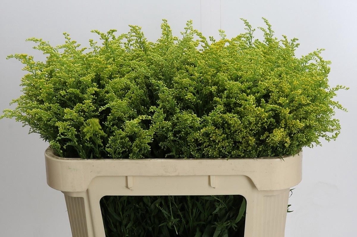 <h4>SOLI BAREIGHT</h4>