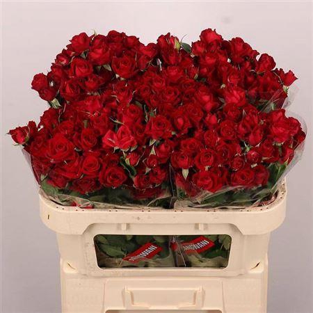 <h4>R Tr Dominica</h4>