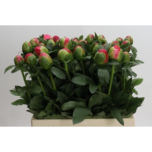 Paeonia Coral Sunset