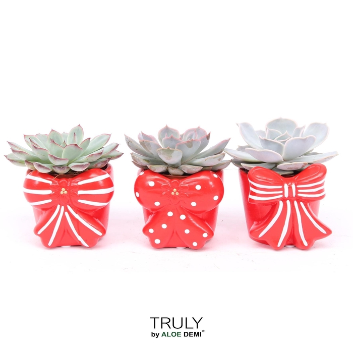 <h4>TRULY Echeveria, Bow</h4>