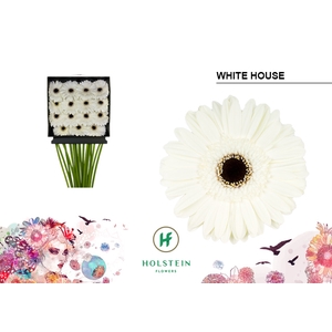 Gerbera White House Diamond Per Kaart