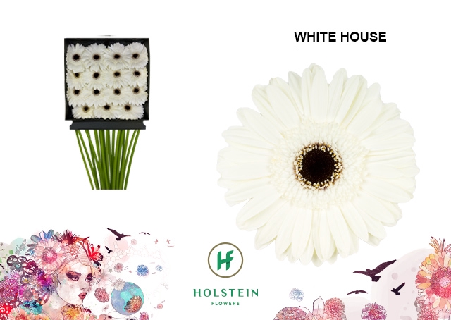 Gerbera White House Diamond per kaart