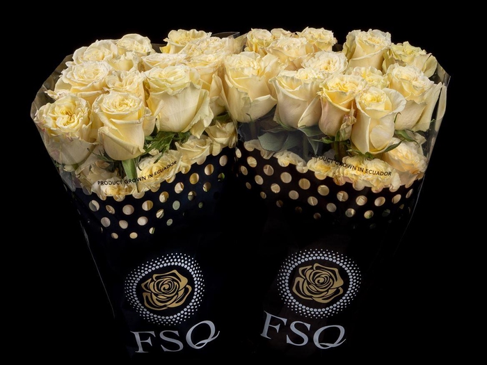 <h4>R GR Cream Enigma</h4>