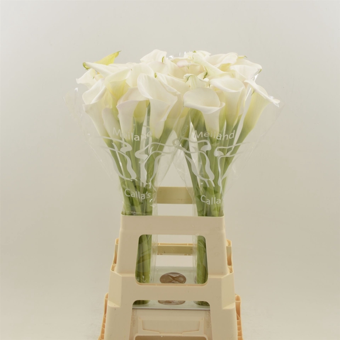 <h4>Calla Ivory Art</h4>