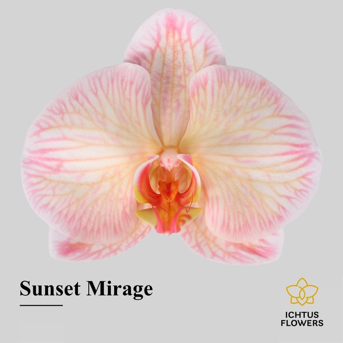 <h4>Phalaenopsis</h4>