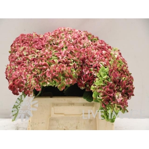 Hydrangea mag revolution classic