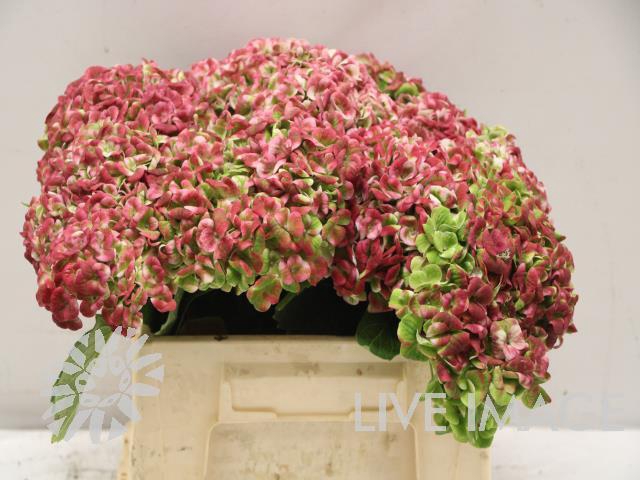 Hydrangea mag revolution classic